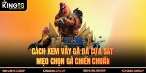 Cách Xem Vảy Gà Đá Cựa Sắt - Mẹo Chọn Gà Chiến Chuẩn
