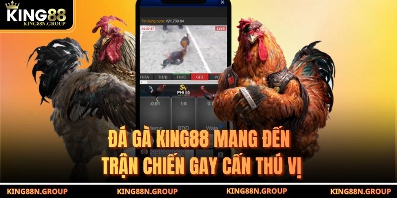 Đá gà King88 mang đến trận chiến gay cấn thú vị