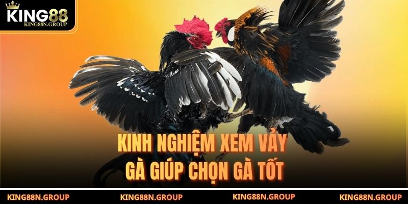 Kinh nghiệm xem vảy gà giúp chọn gà tốt