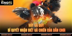 Vảy Gà Quý - Bí Quyết Nhận Biết Gà Chiến Của Dân Chơi